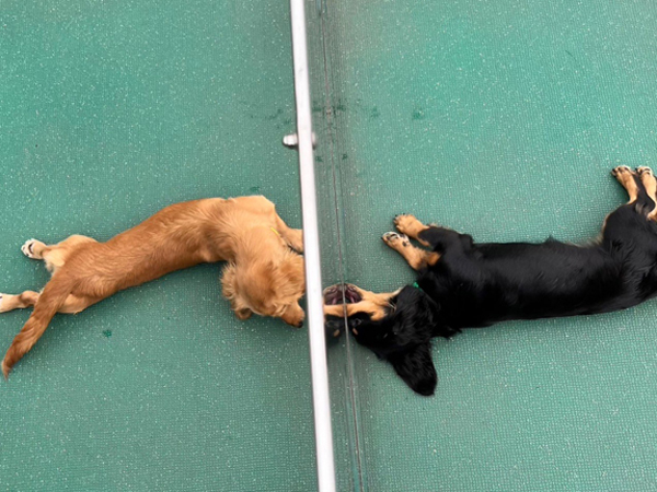 生徒が撮影したモデル犬♪～PART②～